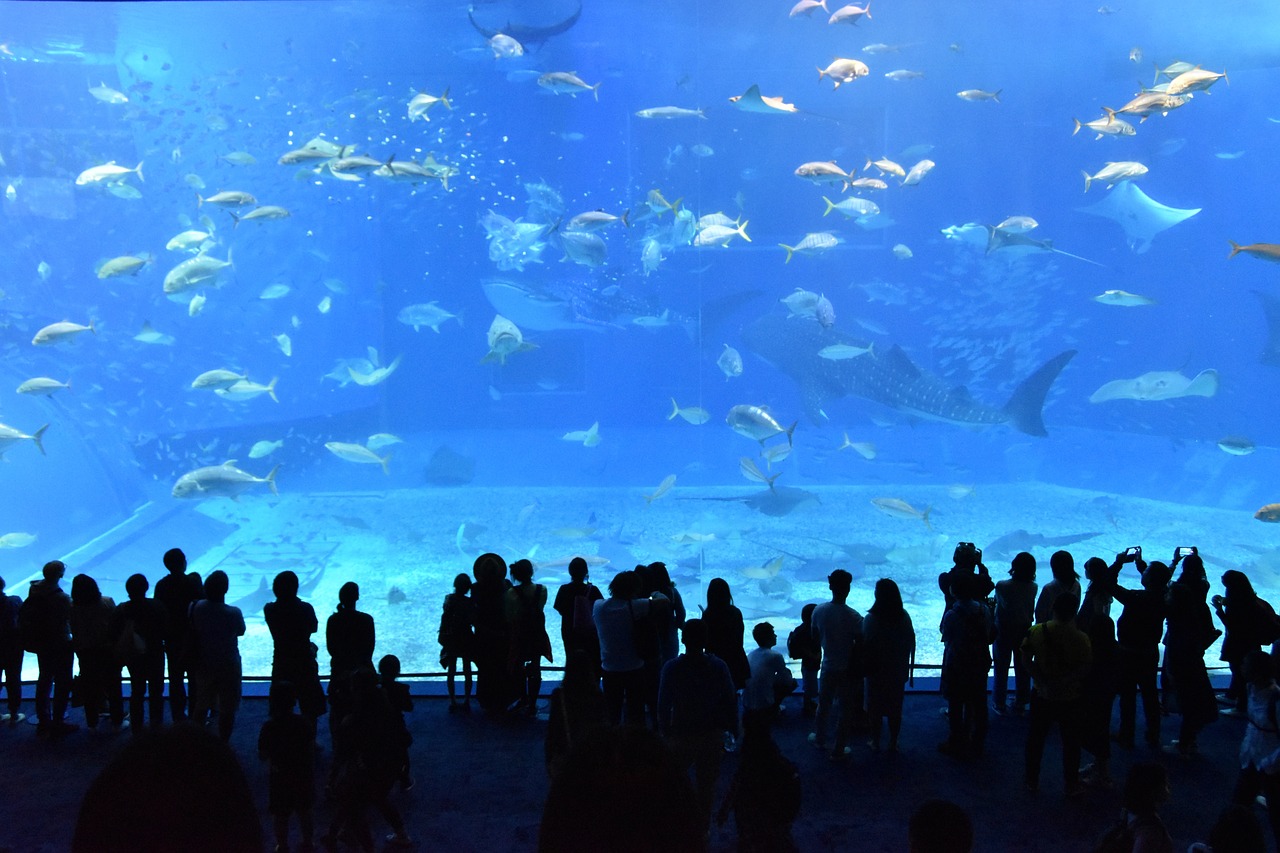 this is an aquarium